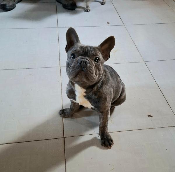 Shamus Cerca Famiglia. Info adozione Monica 3890238584 Foto 8